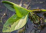 BB 15 0566 / Menyanthes trifoliata / Bukkeblad <br /> Pelophylax esculentus / Hybridfrosk